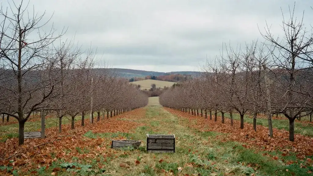 Rangs de pommiers vus de loin en fin d'automne, feuilles rousses au sol, collines des Cantons-de-l'Est à l'horizon et ciel bas gris-bleu.